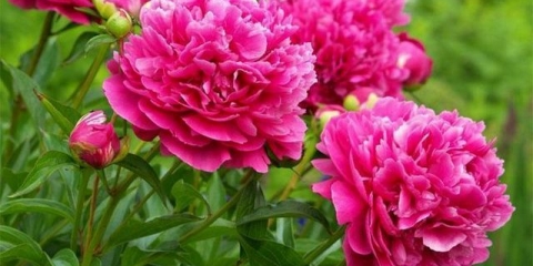 Kada orezati božure nakon cvatnje